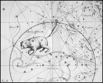 Mal medvedica z atlasu J. Hevelia