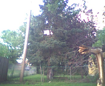 strom a elektrick sloup